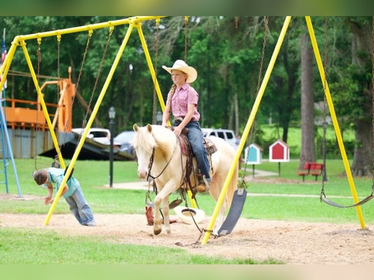 Poni cuarto de milla Caballo castrado 4 años 122 cm Cremello in Bloomburg