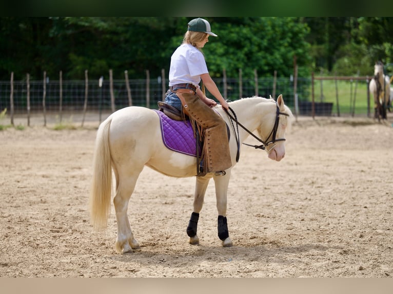 Poni cuarto de milla Caballo castrado 4 años 122 cm Cremello in Bloomburg