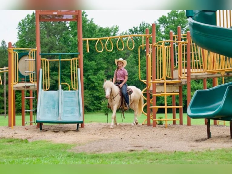 Poni cuarto de milla Caballo castrado 4 años 122 cm Cremello in Bloomburg