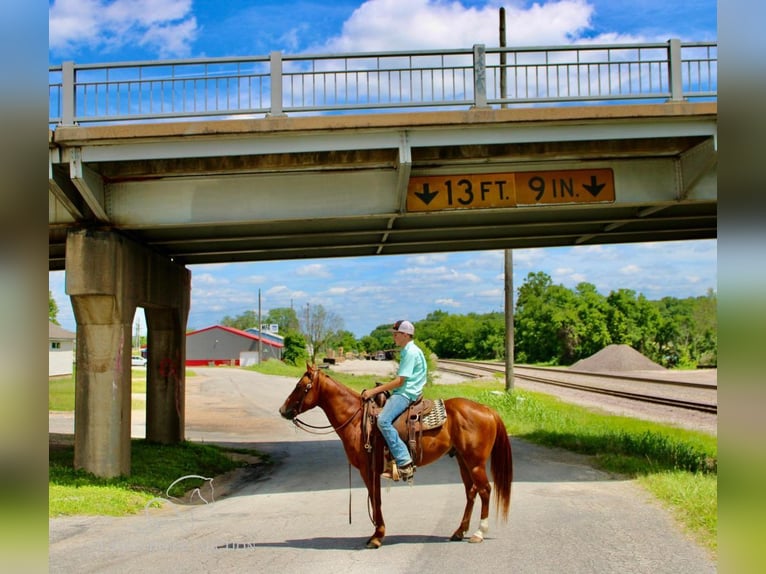 Poni cuarto de milla Caballo castrado 4 años 132 cm Alazán rojizo in Willow Springs, MO