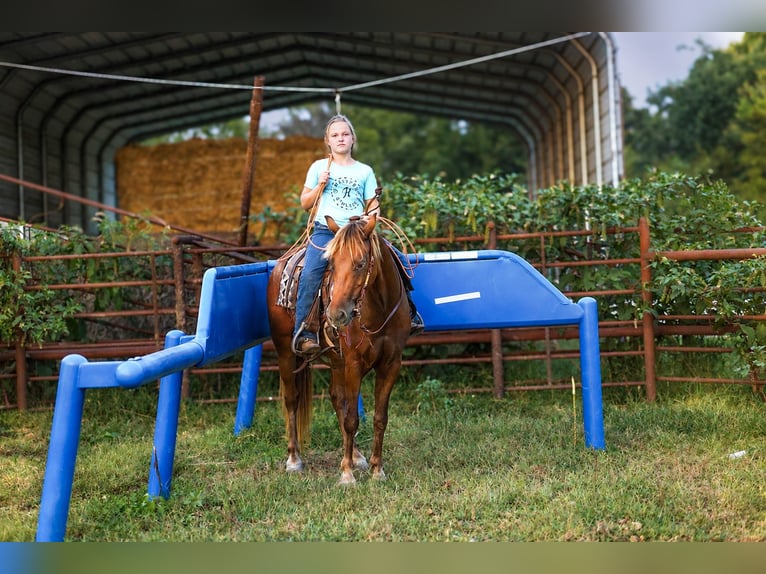 Poni cuarto de milla Caballo castrado 4 años 132 cm Castaño rojizo in Sedalia
