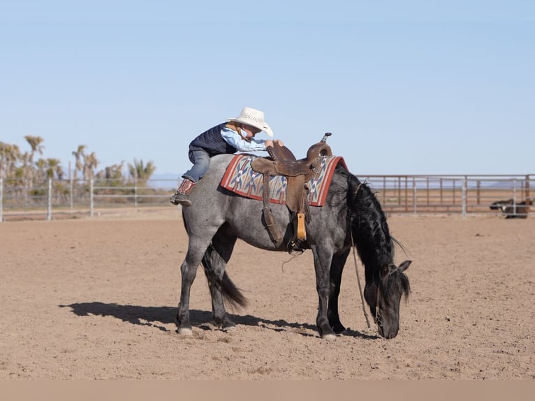 Poni cuarto de milla Caballo castrado 4 años 140 cm Ruano azulado in Aguila