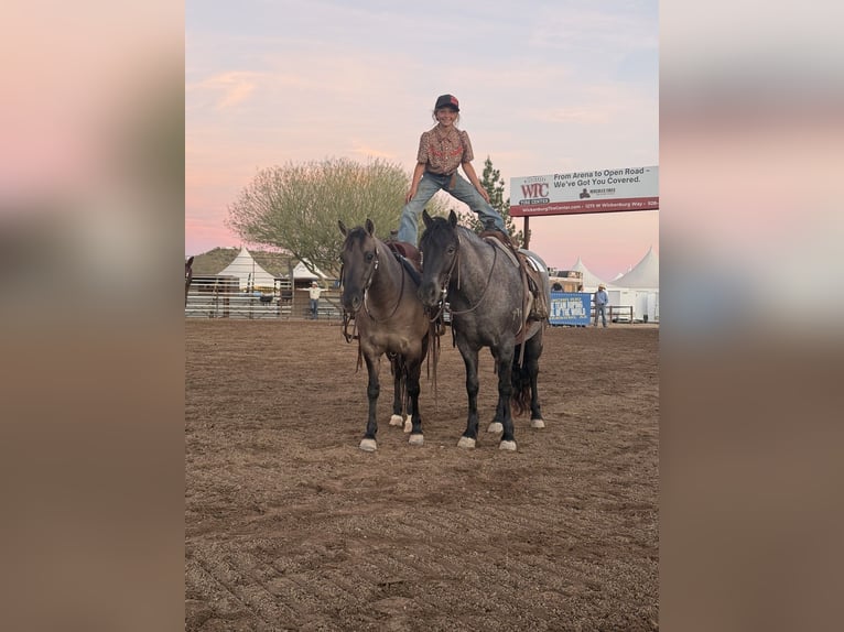 Poni cuarto de milla Caballo castrado 4 años 140 cm Ruano azulado in Aguila