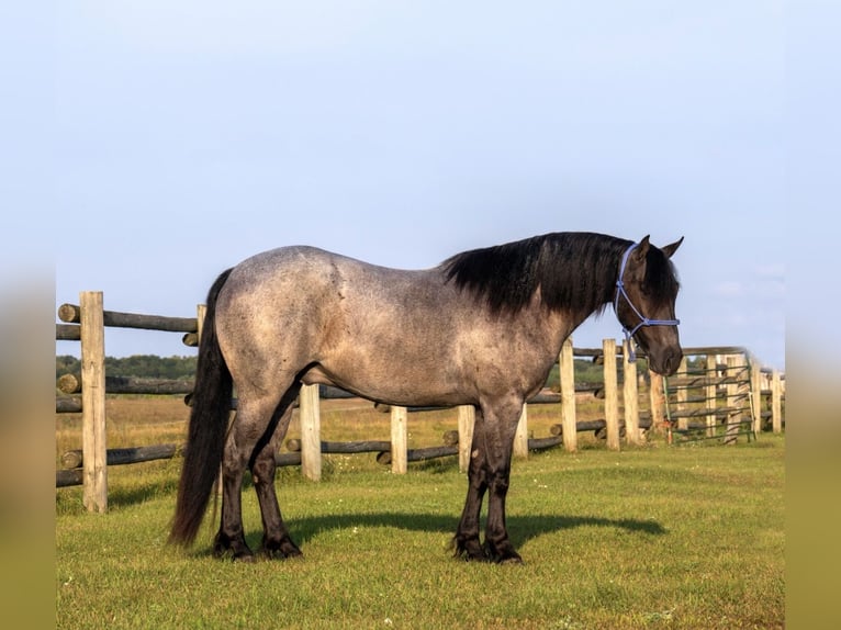 Poni cuarto de milla Caballo castrado 4 años 140 cm Ruano azulado in Aguila