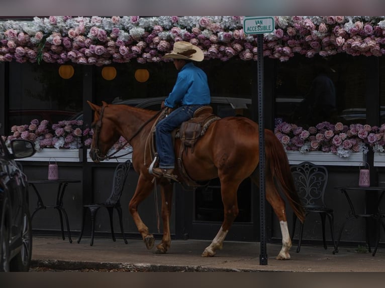 Poni cuarto de milla Caballo castrado 4 años 142 cm Alazán rojizo in Joshua, TX