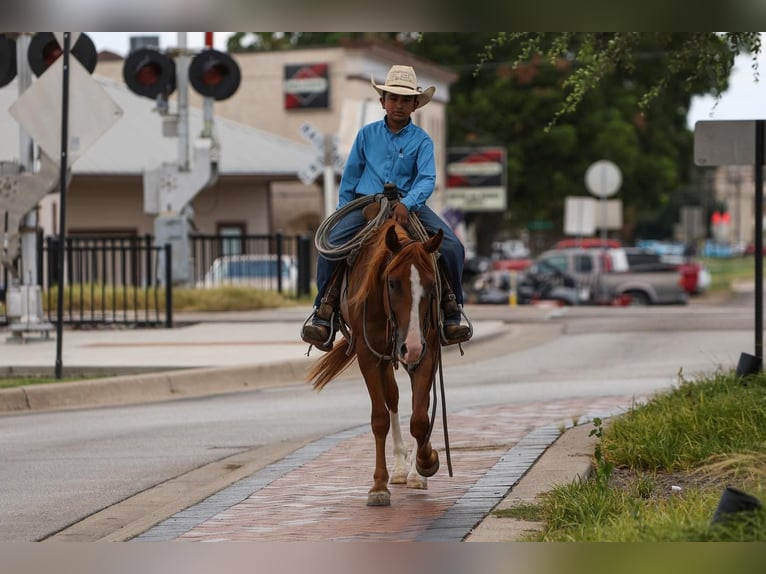 Poni cuarto de milla Caballo castrado 4 años 142 cm Alazán rojizo in Joshua, TX