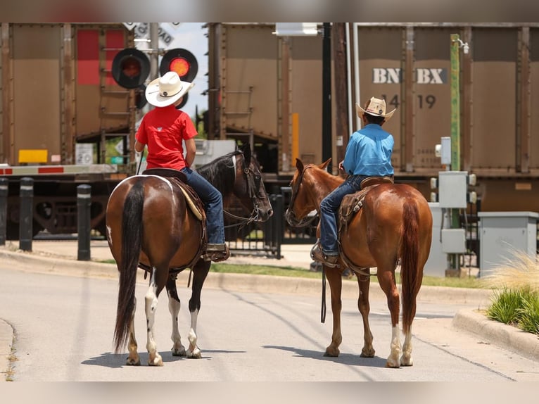 Poni cuarto de milla Caballo castrado 4 años 142 cm Alazán rojizo in Joshua, TX