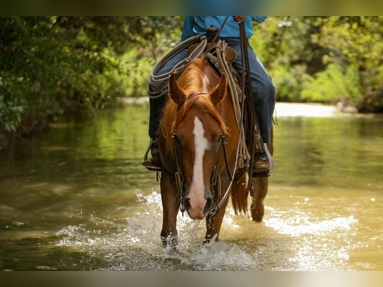 Poni cuarto de milla Caballo castrado 4 años 142 cm Alazán rojizo in Joshua, TX