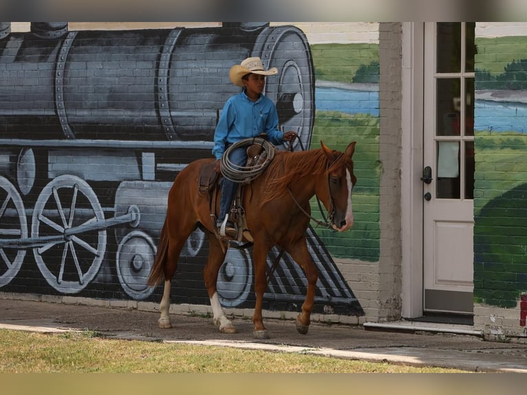 Poni cuarto de milla Caballo castrado 4 años 142 cm Alazán rojizo in Joshua, TX