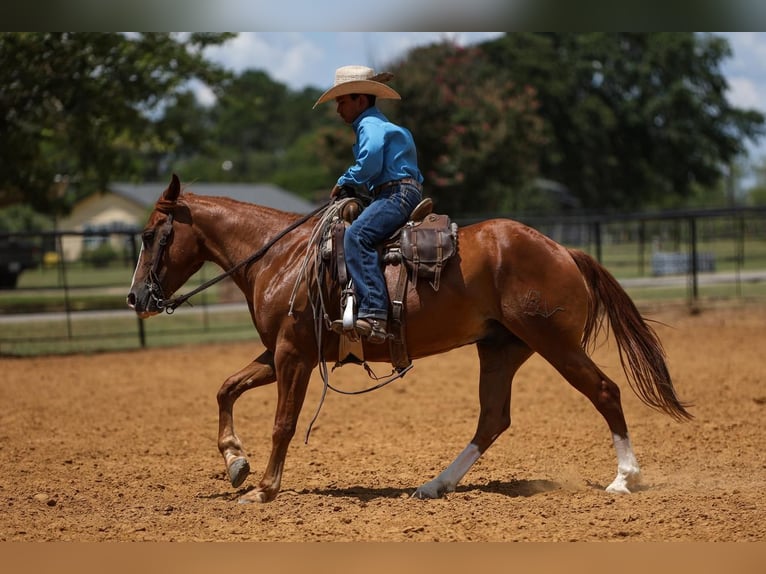 Poni cuarto de milla Caballo castrado 4 años 142 cm Alazán rojizo in Joshua, TX