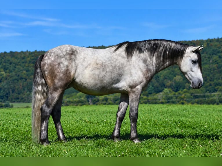Poni cuarto de milla Caballo castrado 4 años 142 cm Tordo rodado in Rebersburg
