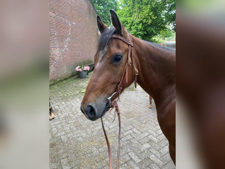 Poni cuarto de milla Caballo castrado 4 años 145 cm Castaño in Aachen