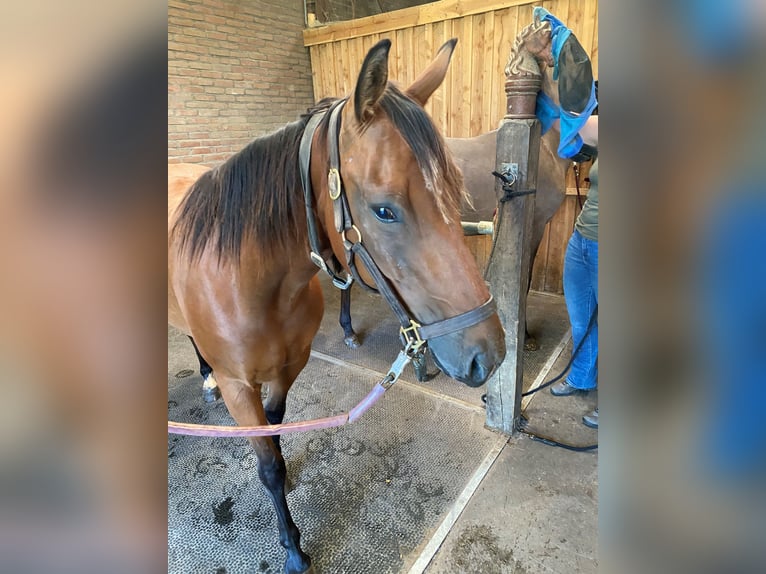 Poni cuarto de milla Caballo castrado 4 años 145 cm Castaño in Aachen