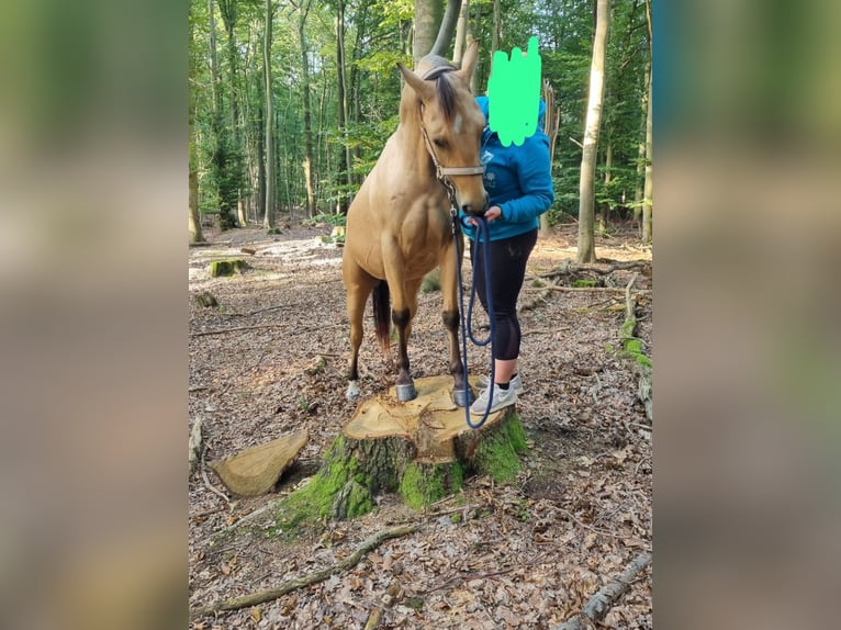 Poni cuarto de milla Caballo castrado 4 años 146 cm Buckskin/Bayo in Stadthagen