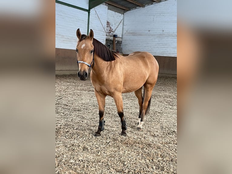 Poni cuarto de milla Caballo castrado 4 años 146 cm Buckskin/Bayo in Stadthagen