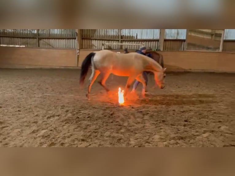 Poni cuarto de milla Caballo castrado 4 años 146 cm Buckskin/Bayo in Stadthagen