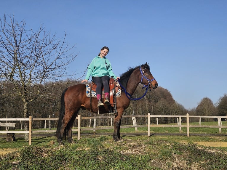 Poni cuarto de milla Caballo castrado 4 años 146 cm Castaño in Linkenbach