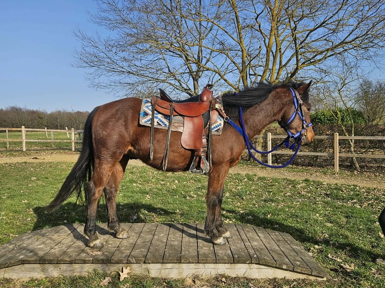 Poni cuarto de milla Caballo castrado 4 años 146 cm Castaño in Linkenbach