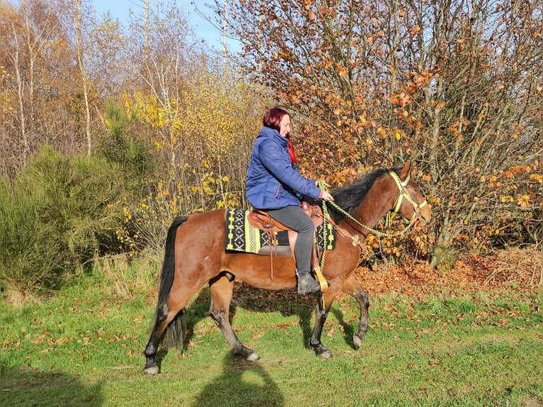Poni cuarto de milla Mestizo Caballo castrado 4 años 146 cm Castaño in Linkenbach