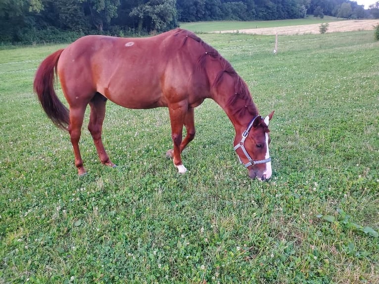 Poni cuarto de milla Mestizo Caballo castrado 4 años 148 cm Alazán in Küsnacht ZH