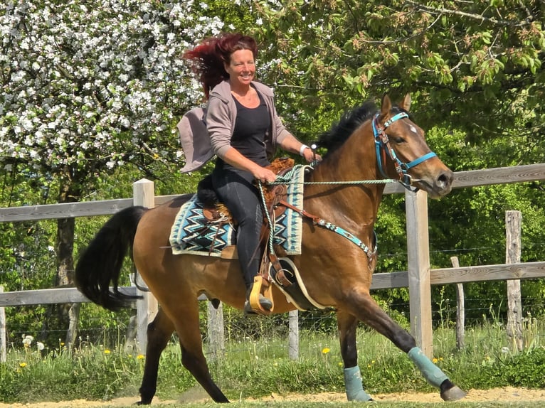 Poni cuarto de milla Mestizo Caballo castrado 4 años 152 cm Castaño in Linkenbach
