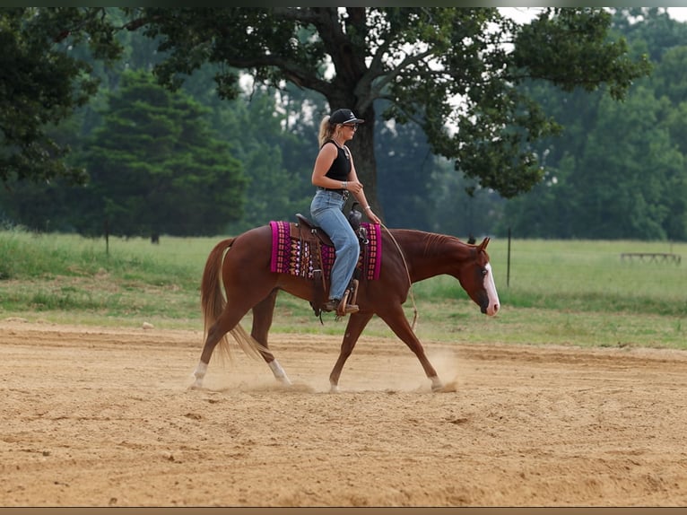 Poni cuarto de milla Caballo castrado 4 años Alazán rojizo in Quitman