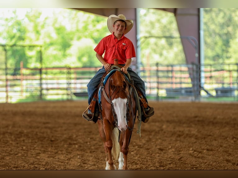 Poni cuarto de milla Caballo castrado 4 años Alazán rojizo in Quitman