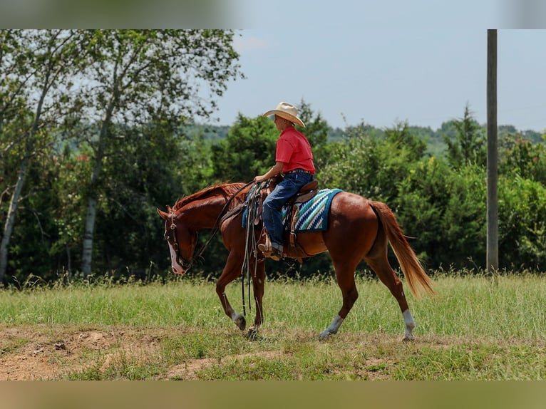 Poni cuarto de milla Caballo castrado 4 años Alazán rojizo in Quitman