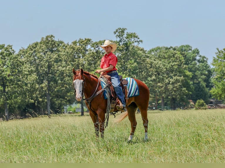 Poni cuarto de milla Caballo castrado 4 años Alazán rojizo in Quitman
