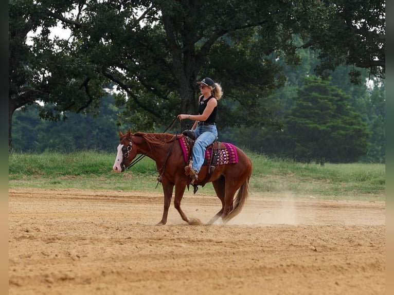 Poni cuarto de milla Caballo castrado 4 años Alazán rojizo in Quitman