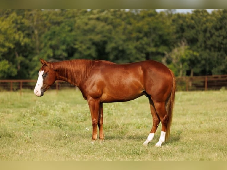 Poni cuarto de milla Caballo castrado 4 años Alazán rojizo in Quitman