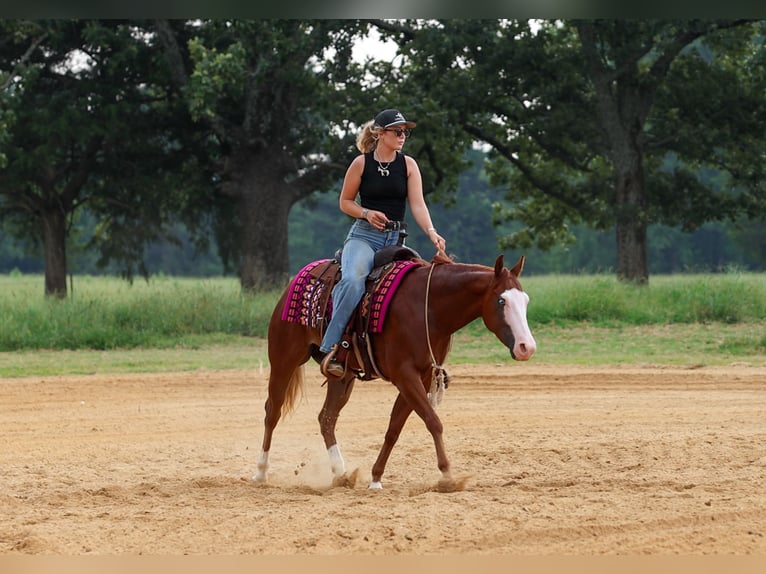 Poni cuarto de milla Caballo castrado 4 años Alazán rojizo in Quitman