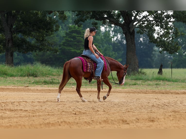Poni cuarto de milla Caballo castrado 4 años Alazán rojizo in Quitman