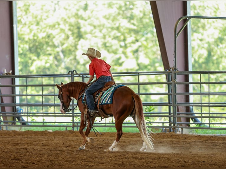 Poni cuarto de milla Caballo castrado 4 años Alazán rojizo in Quitman