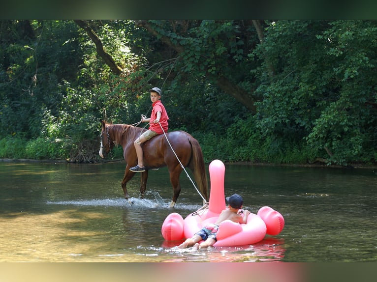 Poni cuarto de milla Caballo castrado 4 años Alazán rojizo in Quitman