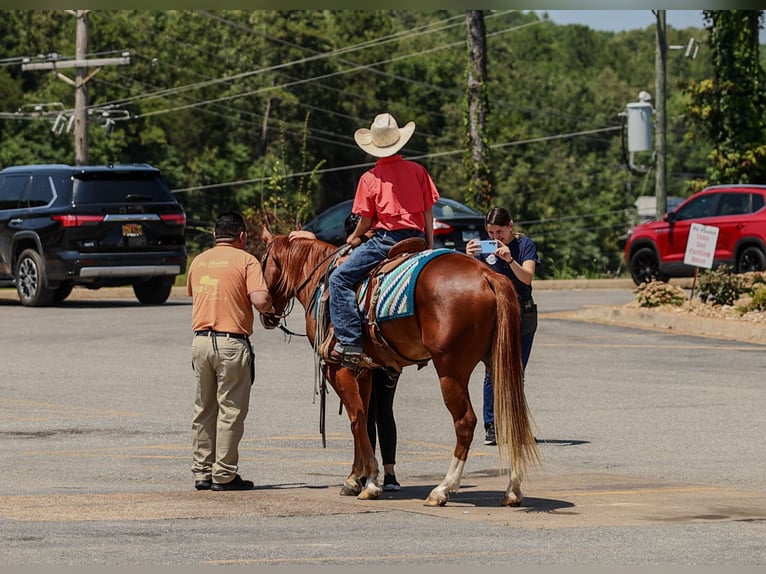 Poni cuarto de milla Caballo castrado 4 años Alazán rojizo in Quitman