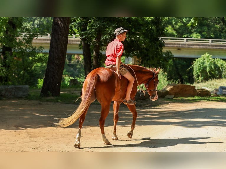 Poni cuarto de milla Caballo castrado 4 años Alazán rojizo in Quitman