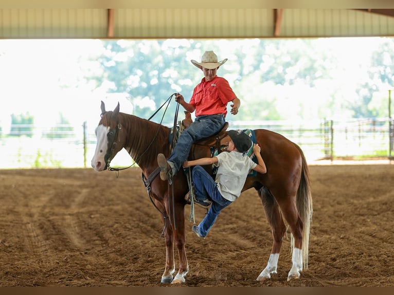 Poni cuarto de milla Caballo castrado 4 años Alazán rojizo in Quitman