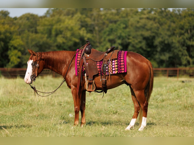 Poni cuarto de milla Caballo castrado 4 años Alazán rojizo in Quitman