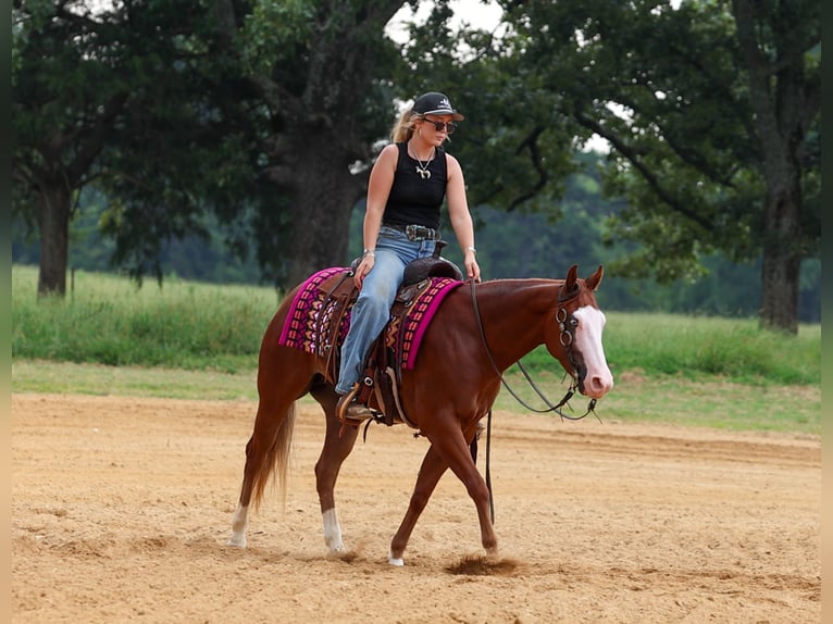 Poni cuarto de milla Caballo castrado 4 años Alazán rojizo in Quitman