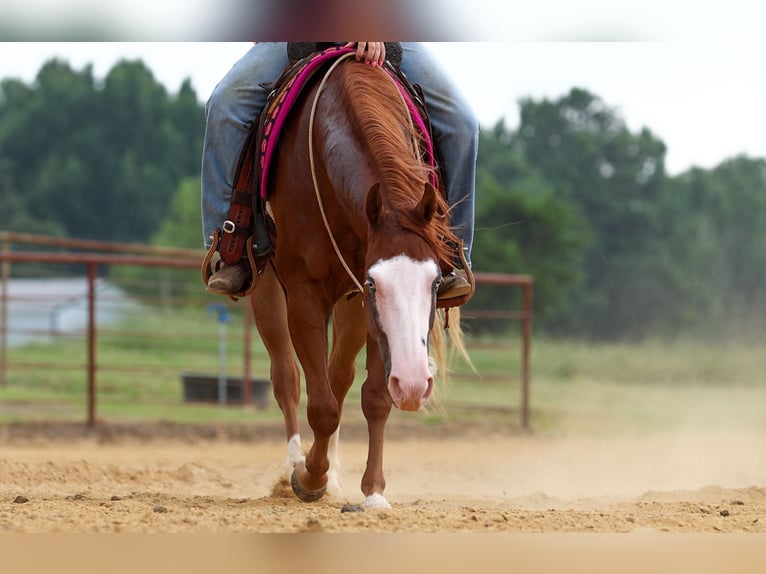 Poni cuarto de milla Caballo castrado 4 años Alazán rojizo in Quitman