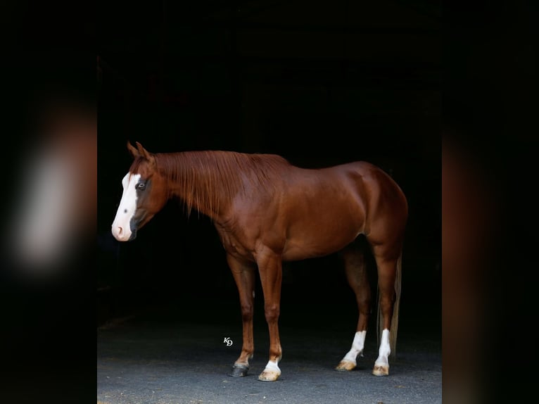 Poni cuarto de milla Caballo castrado 4 años Alazán rojizo in Quitman