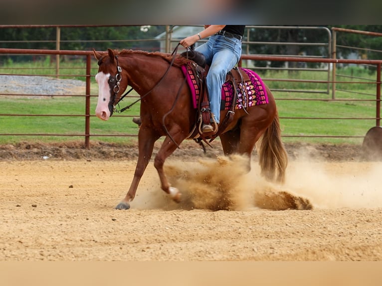 Poni cuarto de milla Caballo castrado 4 años Alazán rojizo in Quitman