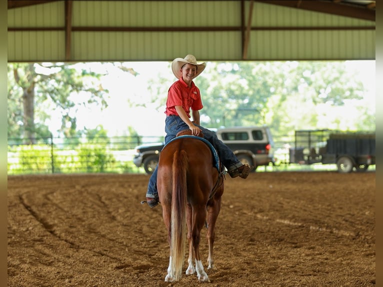 Poni cuarto de milla Caballo castrado 4 años Alazán rojizo in Quitman