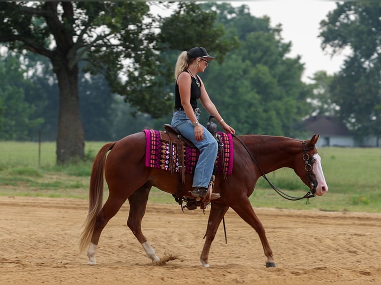 Poni cuarto de milla Caballo castrado 4 años Alazán rojizo in Quitman