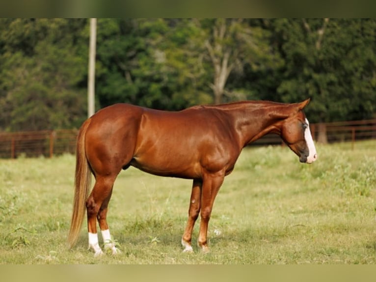 Poni cuarto de milla Caballo castrado 4 años Alazán rojizo in Quitman