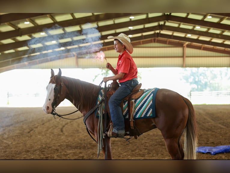 Poni cuarto de milla Caballo castrado 4 años Alazán rojizo in Quitman