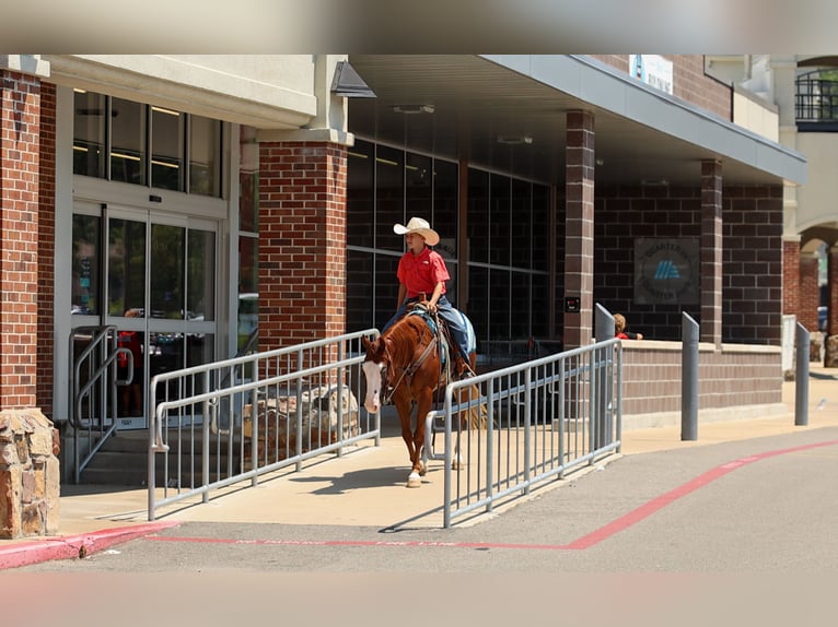 Poni cuarto de milla Caballo castrado 4 años Alazán rojizo in Quitman