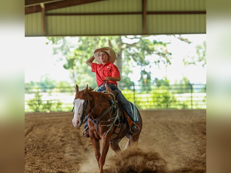 Poni cuarto de milla Caballo castrado 4 años Alazán rojizo in Quitman