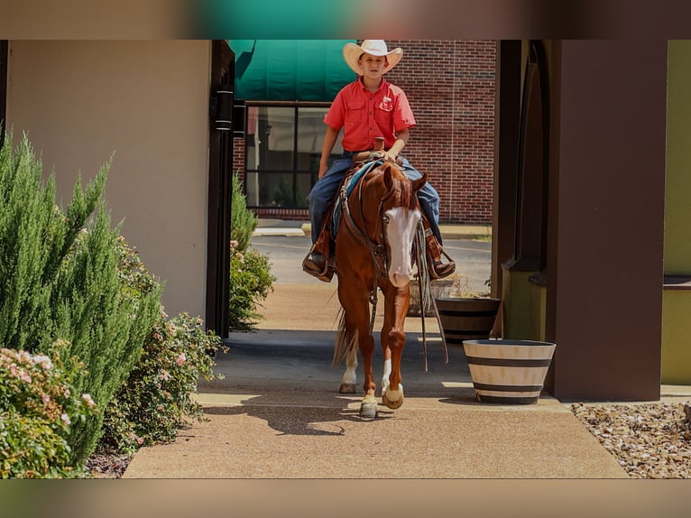 Poni cuarto de milla Caballo castrado 4 años Alazán rojizo in Quitman